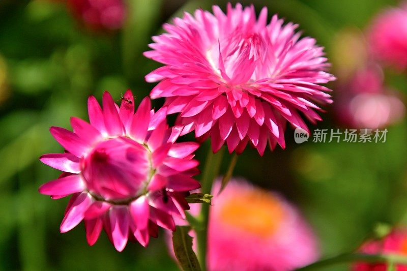 Strawflower /蜡菊